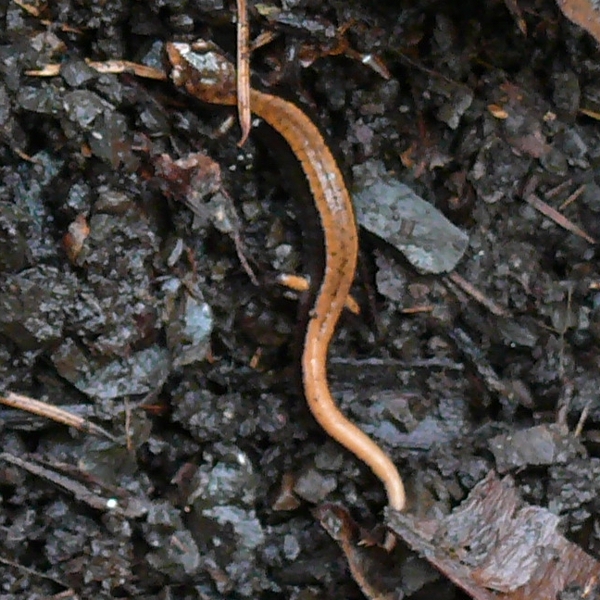 Photo of Plethodon vehiculum by Jeanne Ross